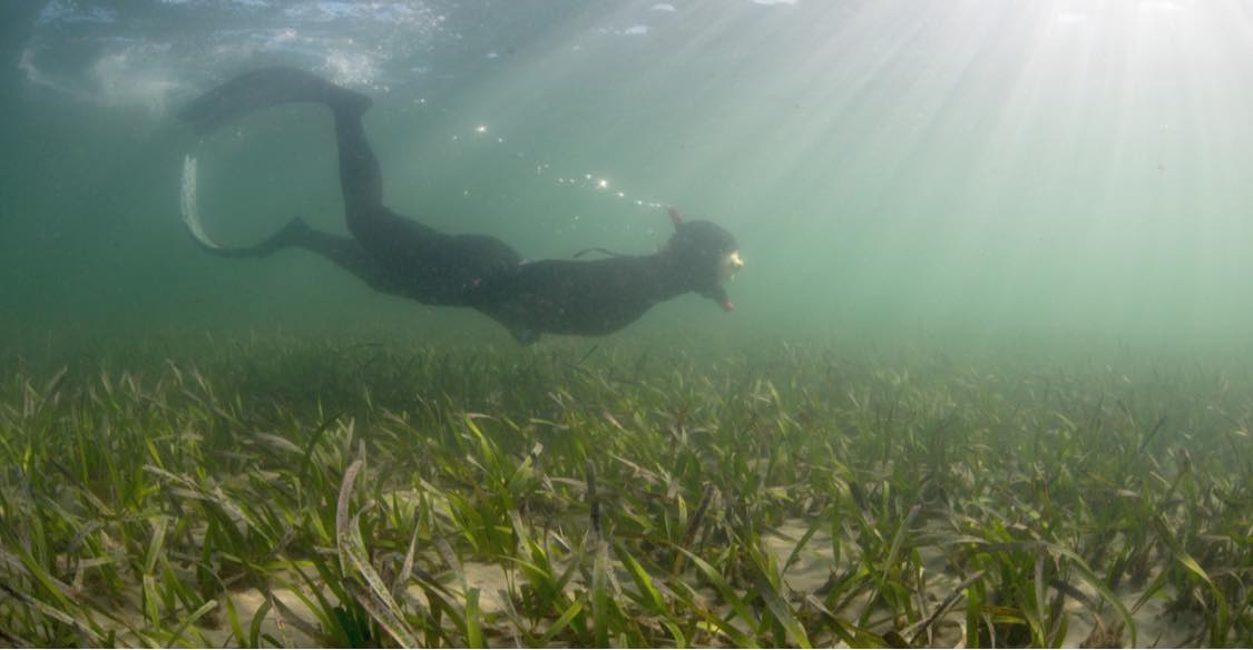 Operation Posidonia tweet media