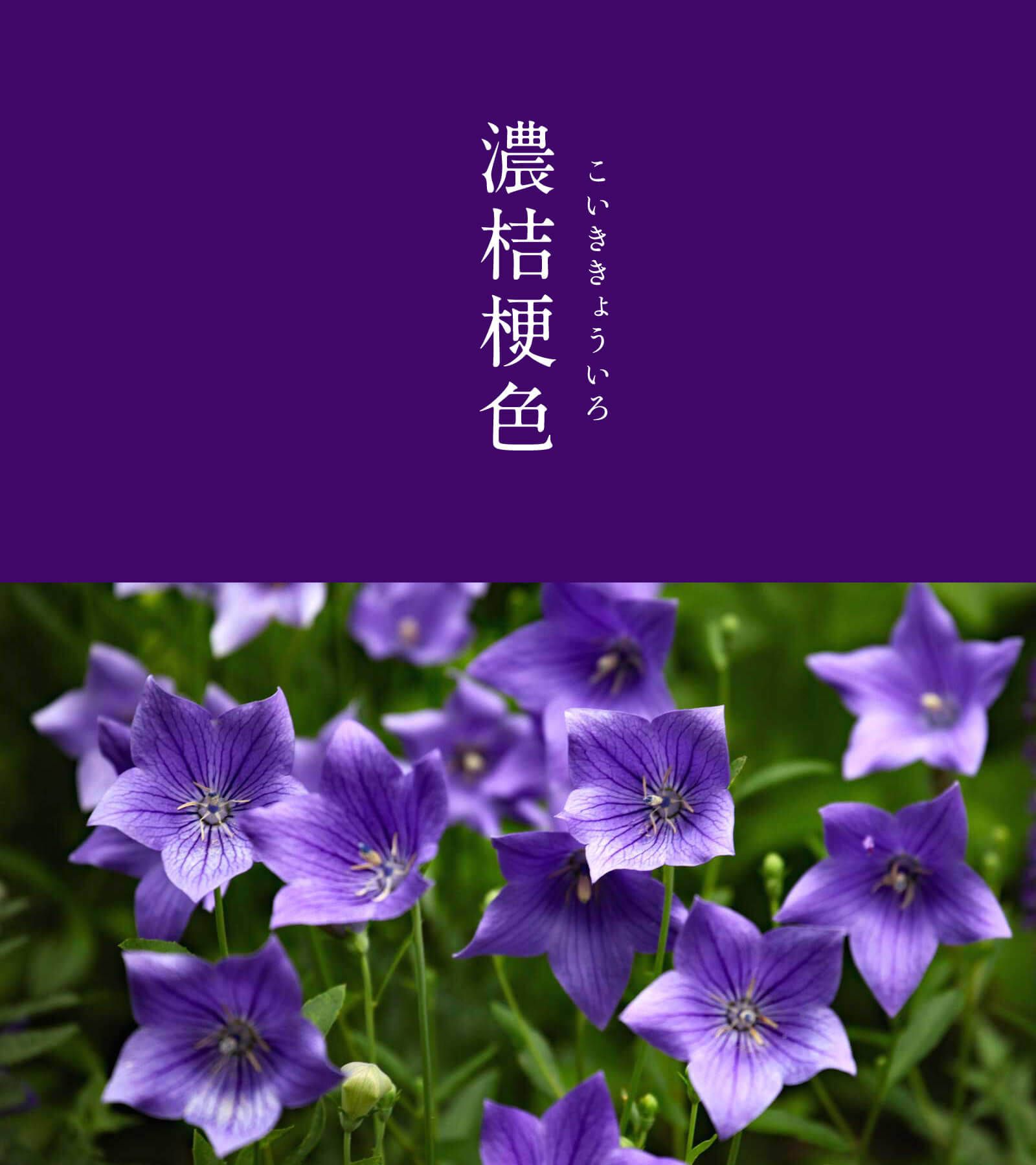 暦生活 こよみせいかつ 濃桔梗色 こいききょういろ にっぽんのいろ 幅広い色合いを持つ桔梗の花 この色 は あざやかな青紫の 桔梗色 をさらに濃くした色です それぞれに個性がある桔梗の花は いろいろな姿形があることの素晴らしさをそっと