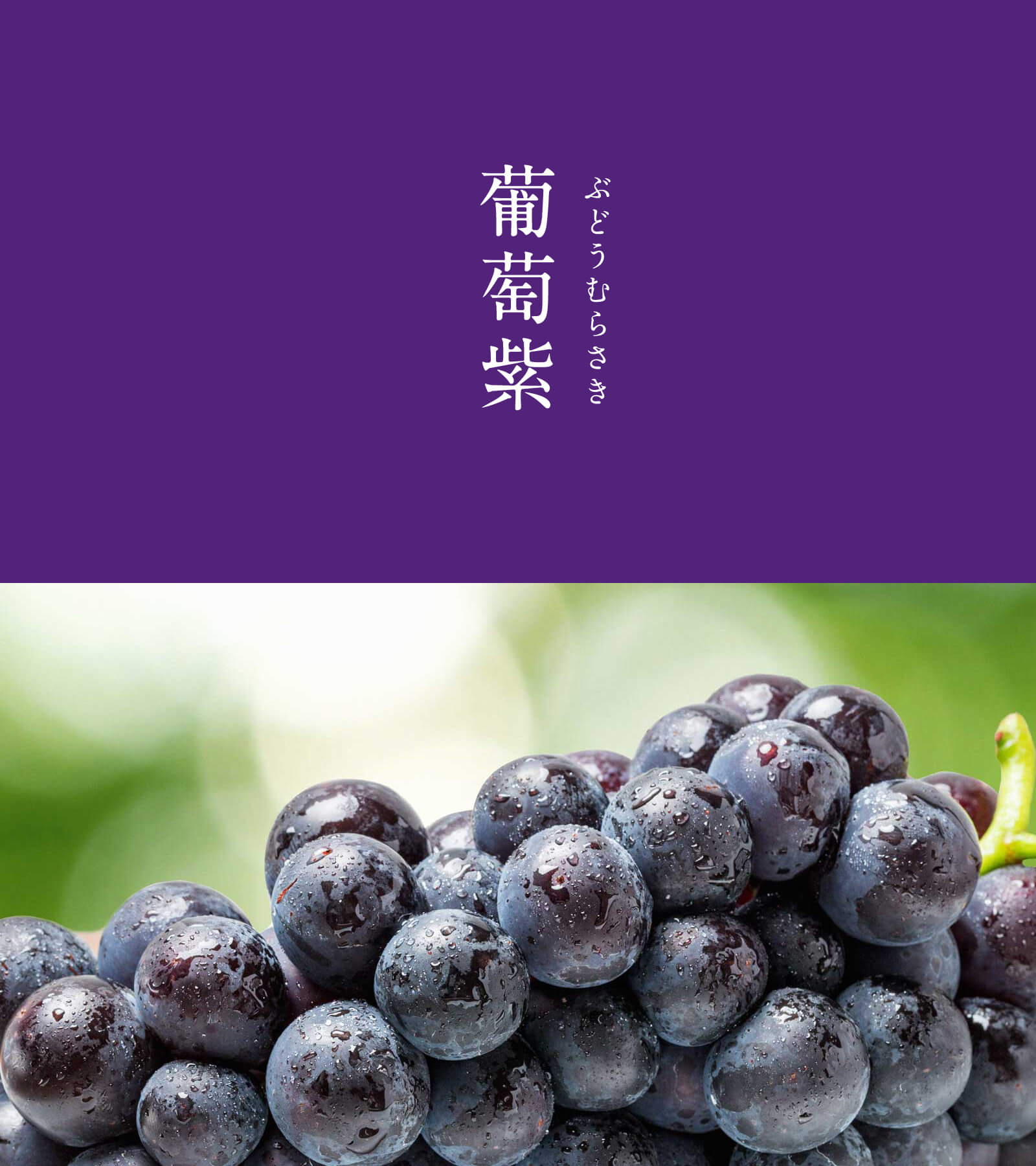暦生活 こよみせいかつ Pe Twitter 葡萄紫 ぶどうむらさき にっぽんのいろ 赤みがかった 葡萄色 えびいろ よりも青みの強い紫色です 江戸時代の中頃 葡萄の読みが えび から ぶどう に転じたことから 江戸時代以降に定着した色と考えられます 9 暦生活 こよみせいかつ Pe Twitter 葡萄紫 ぶどうむらさき にっぽんのいろ 赤みがかった 葡萄色 えびいろ よりも青みの強い紫色です 江戸時代の中頃 葡萄の読みが えび から ぶどう に転じたことから 江戸時代以降に定着した色と考えられます 9