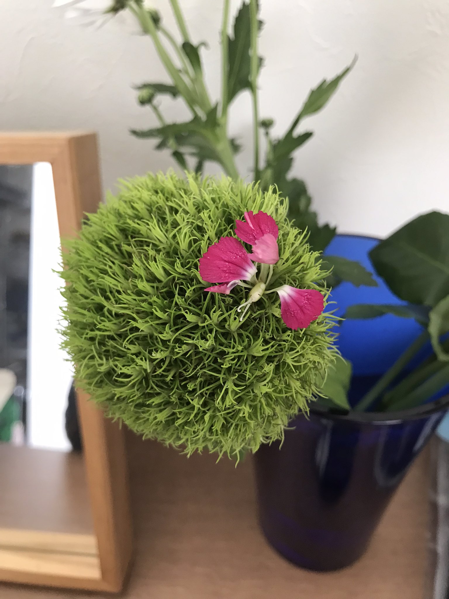 Yuge Minne販売中 お花屋さんで テマリソウを買ったら お花咲いてた ๑ Gt Lt ๑ やっぱりあなた ナデシコの 仲間なのね テマリソウ T Co Qsj2xtrwod Twitter Yuge Minne販売中 お花屋さんで テマリソウを買ったら お花咲いてた ๑ Gt Lt ๑ やっぱりあなた ナデシコの 仲間なのね テマリソウ T Co Qsj2xtrwod Twitter