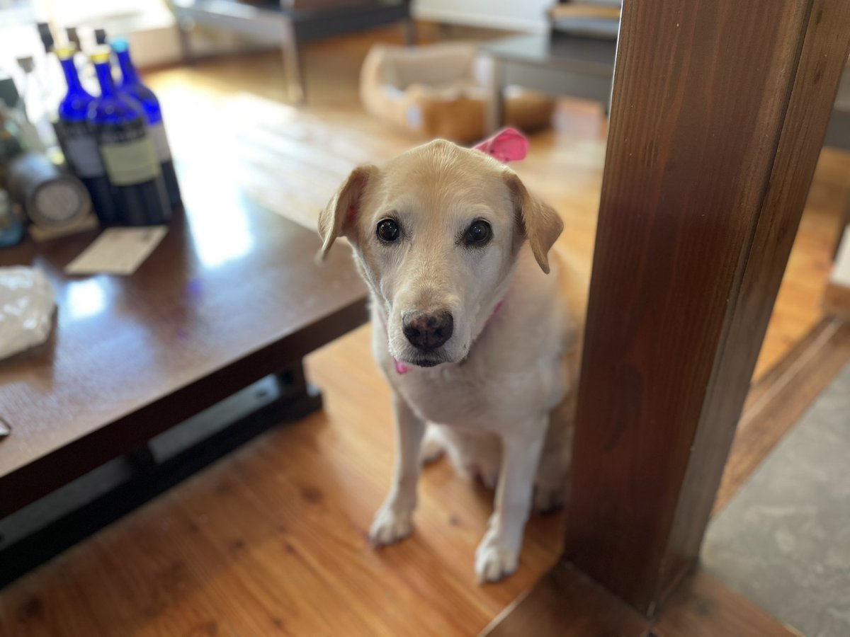 看板犬のシロップです 梨食べてるの わたしにもちょうだい 梨汁ブシャーしたいの