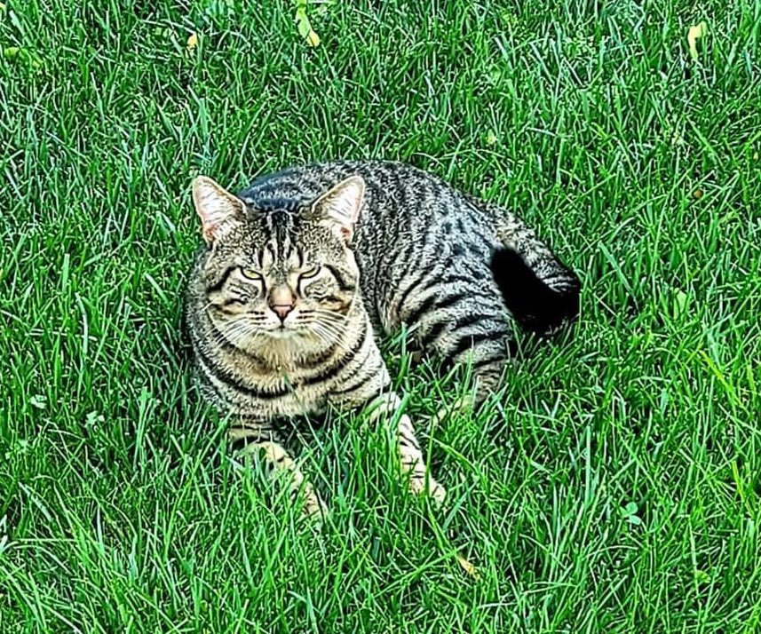 briannajuarez's tweet photo. NORTHLAKE AREA‼️ please help me by keeping a look out for my son Oliver 🥺 he’s got a wide head and a lighter color tummy with spots under last seen on Aug 20! A retweet can help so much! TIA https://t.co/kOGlTP5oSv