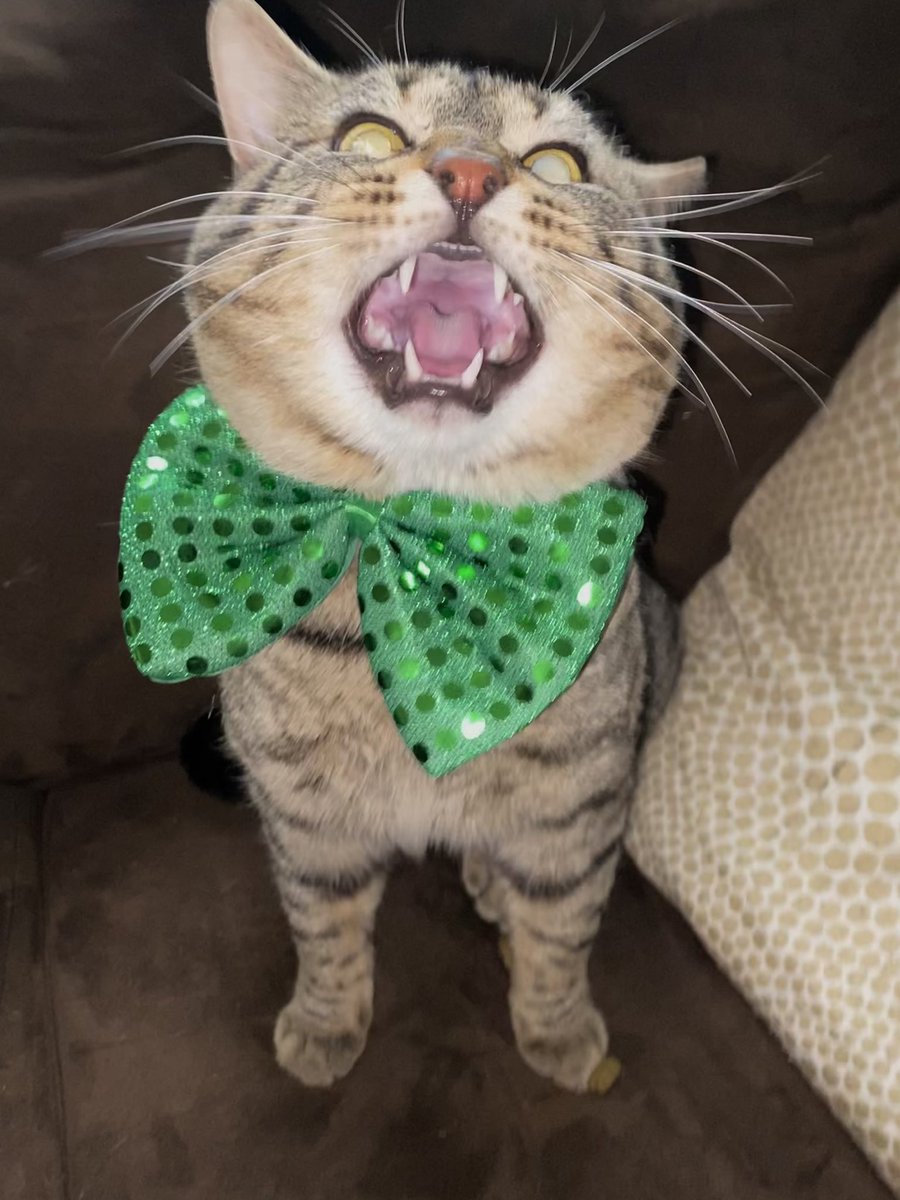 briannajuarez's tweet photo. NORTHLAKE AREA‼️ please help me by keeping a look out for my son Oliver 🥺 he’s got a wide head and a lighter color tummy with spots under last seen on Aug 20! A retweet can help so much! TIA https://t.co/kOGlTP5oSv