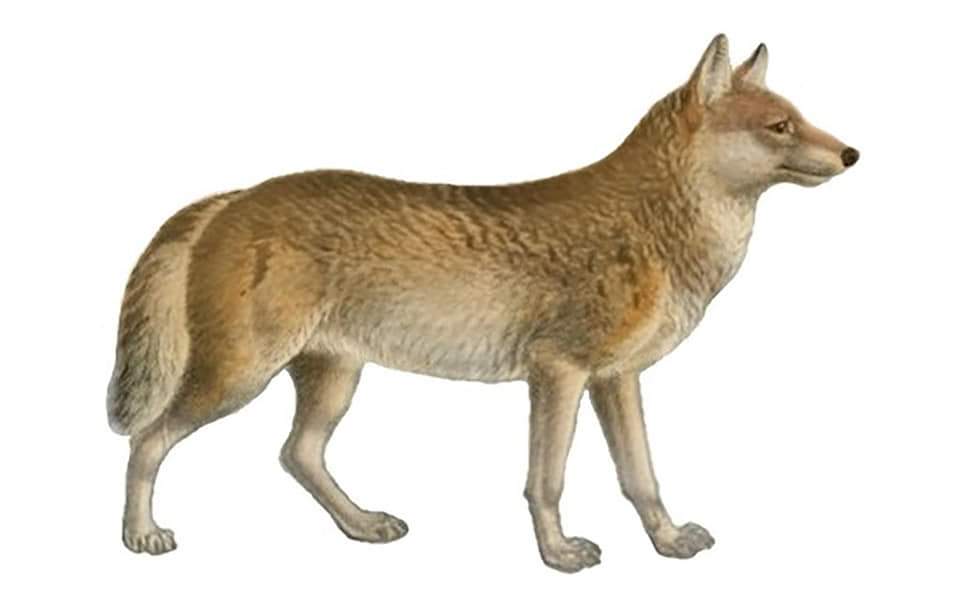 Asap1963Asap's tweet photo. 9月7日は「絶滅危惧種の日」

フクロオオカミの最後の一頭が死んでしまい、絶滅したことから(1936年)

【日本で絶滅してしまった有名な動物は…】

・ニホンオオカミ
・ニホンカワウソ
・コウノトリ(日本国内繁殖野生個体群)
・トキ(日本産野生個体)→中国からの移入又はそれらの繁殖個体のみ

など😮 https://t.co/Hjjl1Ehw0h