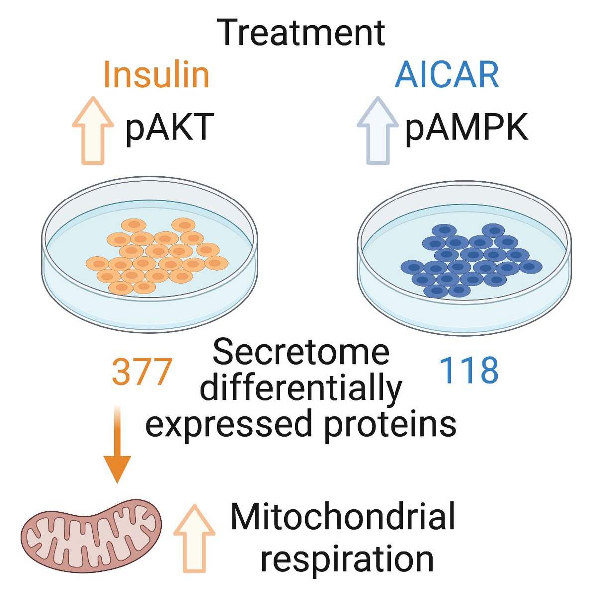 Congratulations on the new publication of Alba Gonzalez-Franquesa's team in #Proteomes!! <a href="/agfranquesa/">Alba Gonzalez-Franquesa</a> <a href="/DanCervone/">Daniel T. Cervone</a> <a href="/atul_deshmukh1/">atul deshmukh</a> <a href="/JuleenRZierath/">Juleen R. Zierath</a> <a href="/Metabolcenter/">NNF Center for Basic Metabolic Research (CBMR)</a> <a href="/UCPH_CPR/">CPRatUCPH</a>