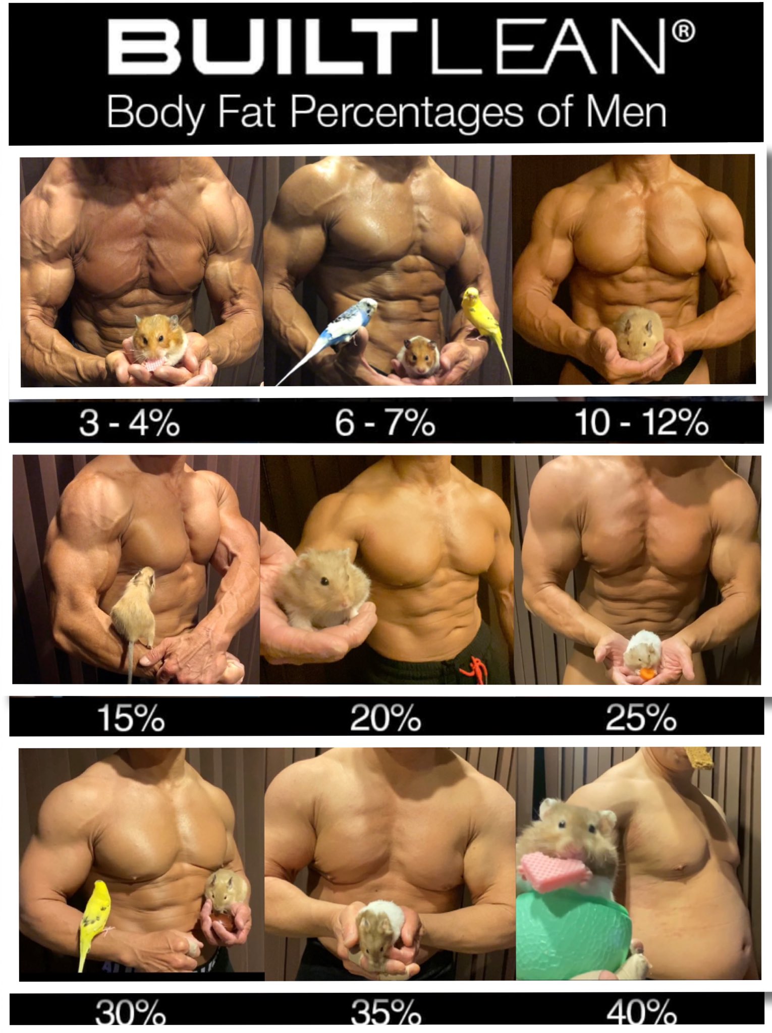 Bigkiller モフモフとムキムキの体脂肪率の見た目の違いを作ってみました 正確には計ってないので目安です T Co Y24rciksie Twitter