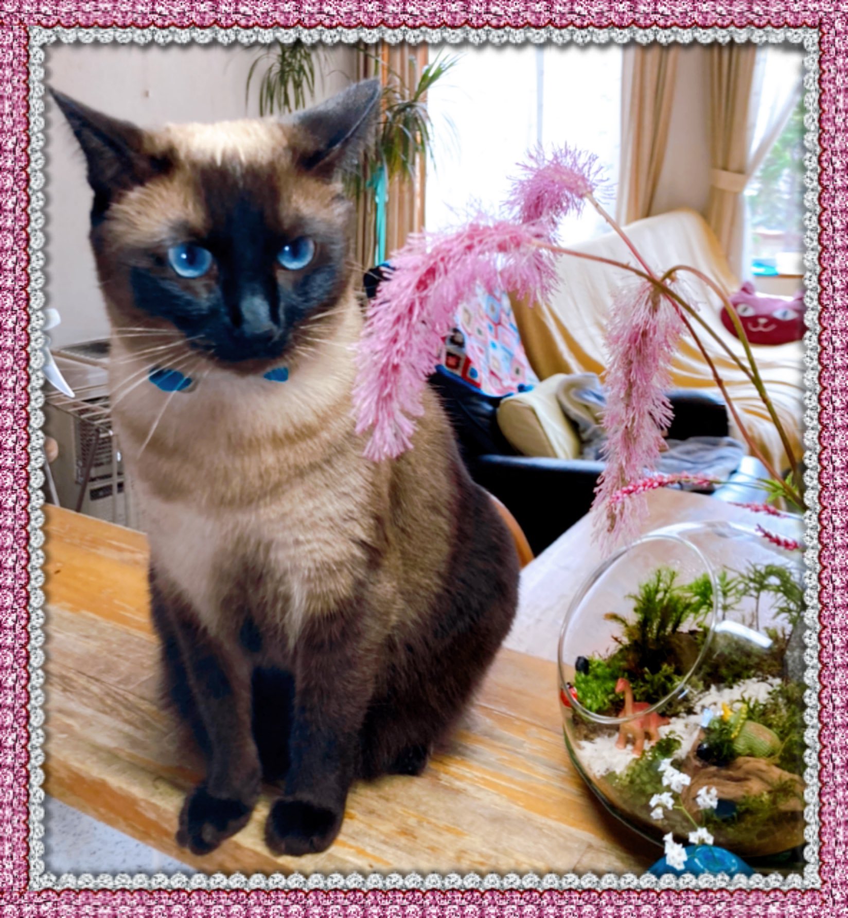 マジコジマ 花と猫 これ 吾亦紅の一種なんだって まるでピンクの猫じゃらし 珍しい 友だちの畑からもらって来ました すちこも思わず手が出てたわ たぬシャムすちこ 花と猫 吾亦紅 T Co Znrzp6jjgf Twitter マジコジマ 花と猫 これ 吾亦紅の一種なんだって まるでピンクの猫じゃらし 珍しい 友だちの畑からもらって来ました すちこも思わず手が出てたわ たぬシャムすちこ 花と猫 吾亦紅 T Co Znrzp6jjgf Twitter