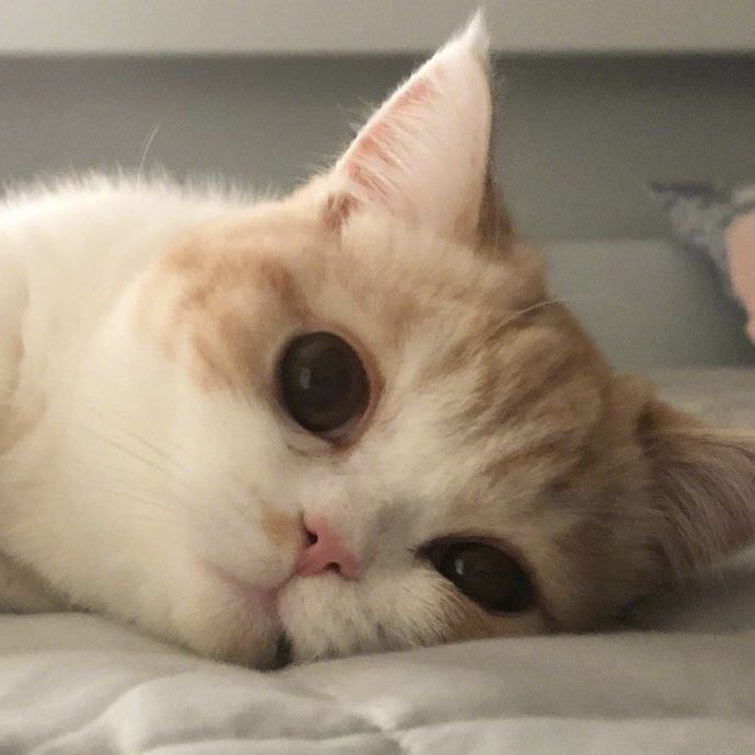 냥냥이 (@nyang209_) on Twitter photo 