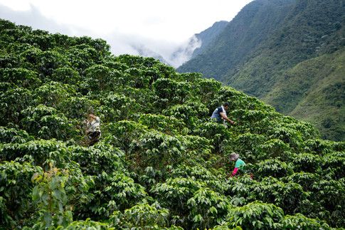 Carbon offsets are important: they create positive incentives that upend the conventional economic motivations that render tropical forests more valuable dead than alive. buff.ly/2WSUfeP
#climateneutral #climate #ClimateCrisis #ClimateAction #ClimateJustice #ClimateStrike