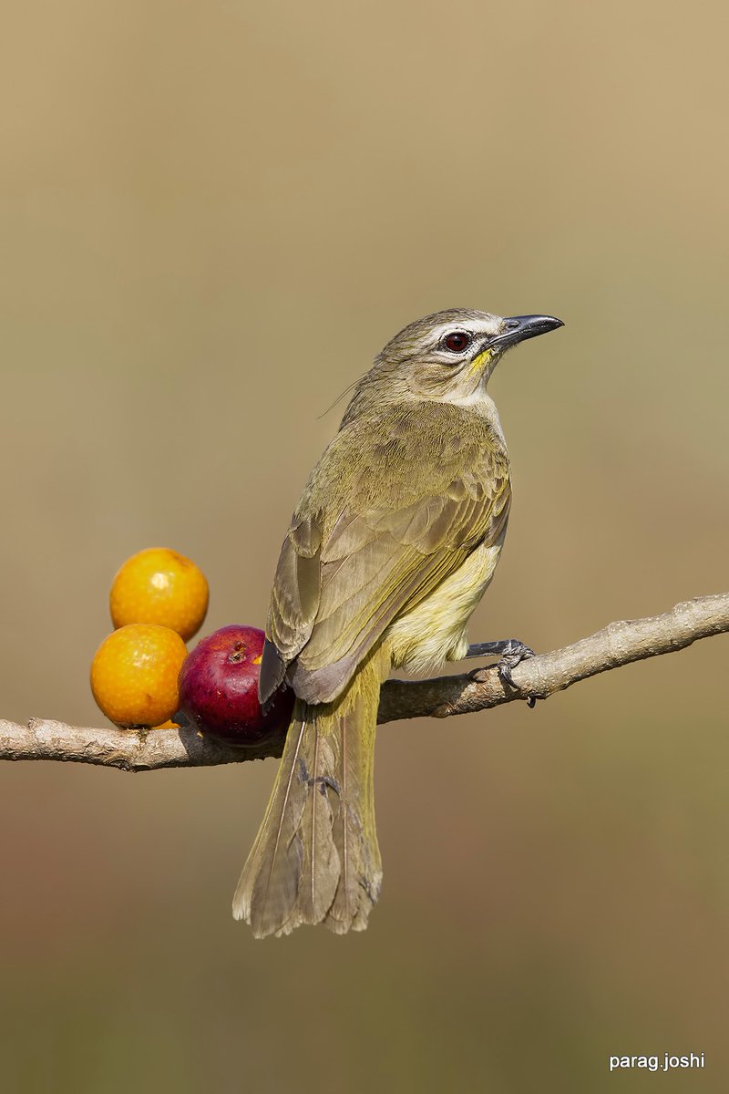 White-browed Bulbul.
#IndiAves #ThePhotoHour #BirdsSeenIn2021 #TwitterNatureCommunity #NaturePhotography #natureinfocus #Nifhive 
@Avibase