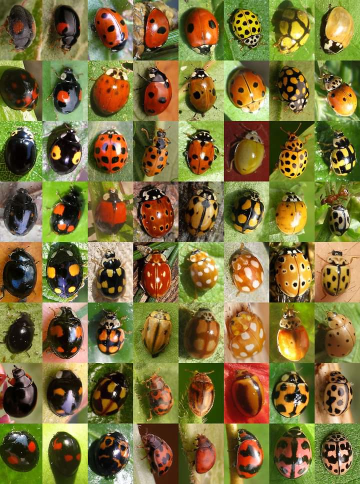 Esta imagen nos recuerda la diversidad que existe En el reino animal. En este ejemplo, catarinas.