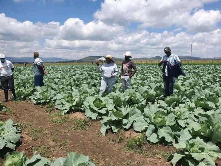 🅰🅵🆈🅰🅲🅴🅽🆃🆁🅴🅲🆁🅴🆆🇰🇪 on Twitter: "Agriculture pays!! We must  commercialize it in Machakos with Hon Wavinya Ndeti to tackle:- 1. Food  insecurity 2. Youth Unemployment. 3. Poverty in our county. 4. Water and  infrastructure