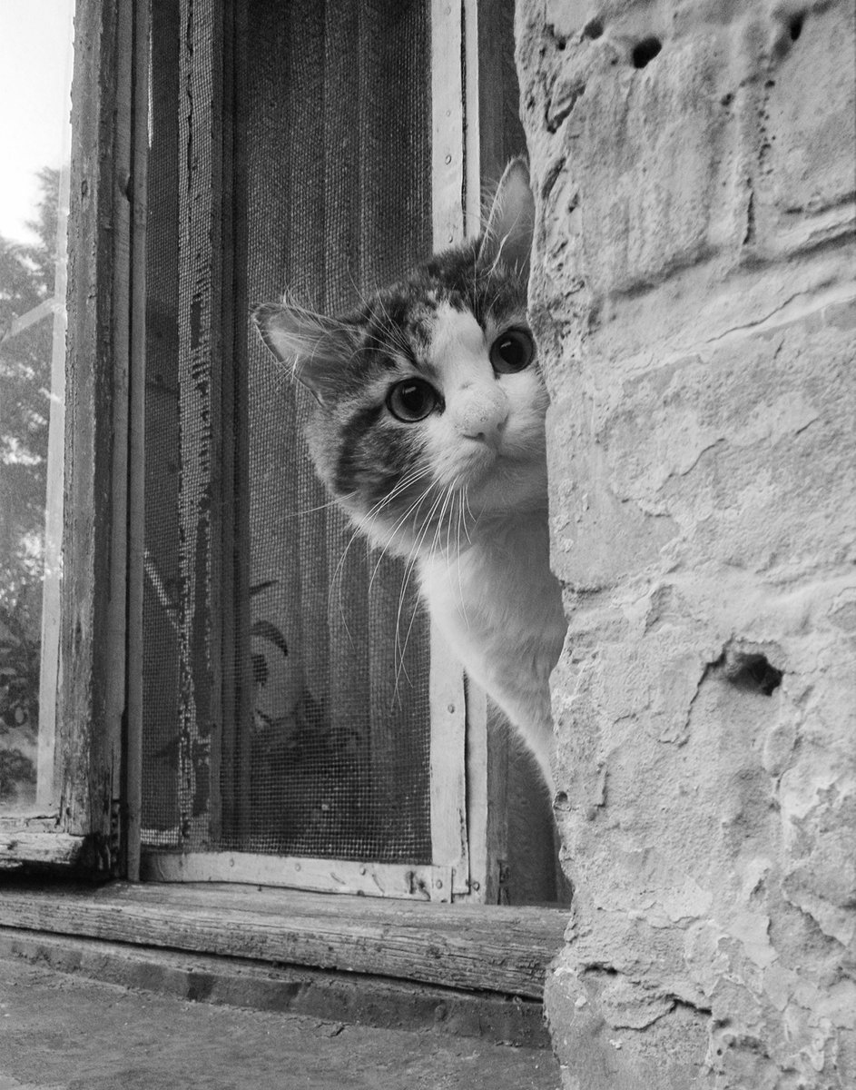 The last time I posted a photo of a cat was exactly a year ago. 🙂🙃 It's time to publish another one. A very careful cat.