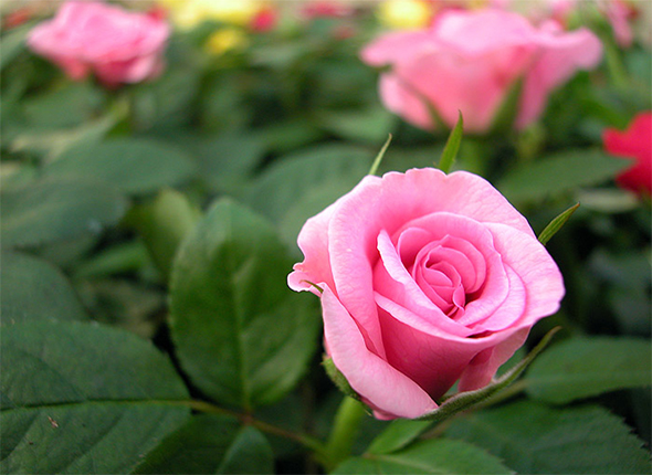 JardiBotanicUV's tweet photo. Encara és estiu, i el jardí està replet de🌿i 🌸
Setembre és el temps de regar, abonar i cuidar les roses 🌹, que estan en plena floració, per a enfortir-les de cara a l’hivern❄️
#UnDiaComHui en la revista #Espores publicàvem "El jardí a setembre"
https://t.co/lg60hr6gXJ https://t.co/tsow04VnWB