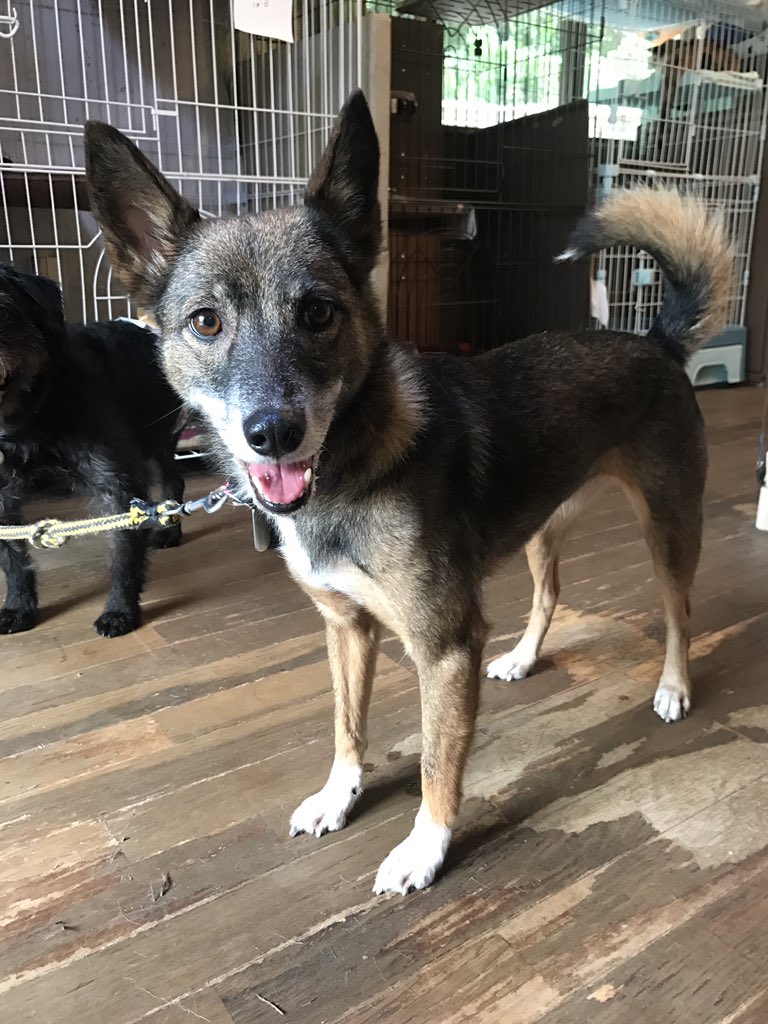 JCDL117117's tweet photo. この子の里親様募集中！🐶

「コロ 」 女の子
MIX 7才 避妊済み

かまってちゃんで、元気いっぱいです。遊んでもらえるとはしゃぎまわります。

#犬
#保護犬
#里親募集
#拡散希望 https://t.co/bNpCv9Vep3