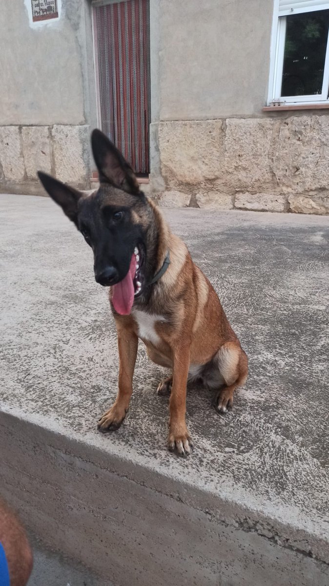 LauraGarcia_27's tweet photo. ¡MÁXIMA DIFUSIÓN!

Ayer sobre las 4 de la tarde entraron en nuestra caseta, por la zona del polígono de Chiva, y nos han robado la perra. Es un Pastor Belga Malinois, tiene 7 meses y se llama Kira.

Por favor difundid, es muy importante parara nosotros 🥺😭 https://t.co/sqd7LTTDEn