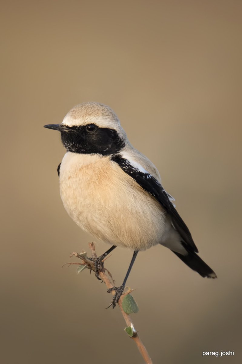 Desert Wheatear.
#IndiAves #ThePhotoHour #BirdsSeenIn2021 #TwitterNatureCommunity #NaturePhotography #natureinfocus #Nifhive 
@Avibase