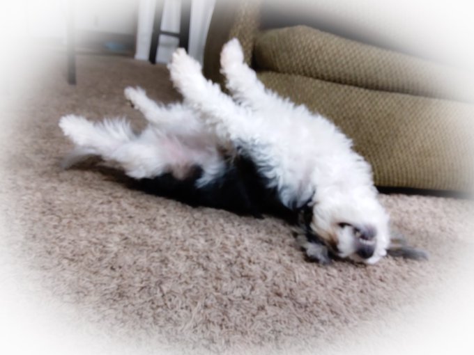 Ummm Zelda? That's not how you do Downward Dog... 😂 https://t.co/8efQmuQ5Pc<a href="/tag/heatwave2021"class="tags"><span>#heatwave2021</span></a>