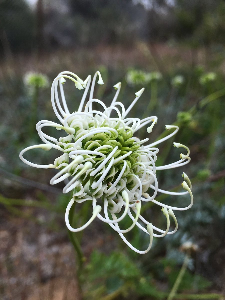 Kings Park tweet media