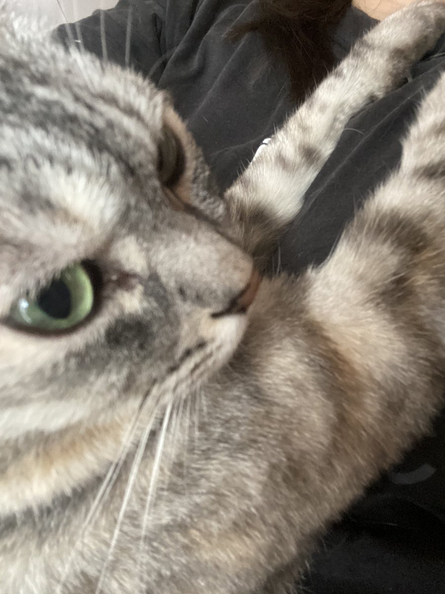 愛猫のマリ🐈
ご飯食べたよーって膝に来て…🐾
胸元に両手伸ばして満足リアクション可愛いニャン💕