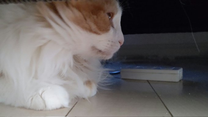 #ネコチャン来て欲しい#猫のいる暮らし #ネコチャンカワイイ 