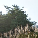 桑高克直(くわっち)のツイート画像
