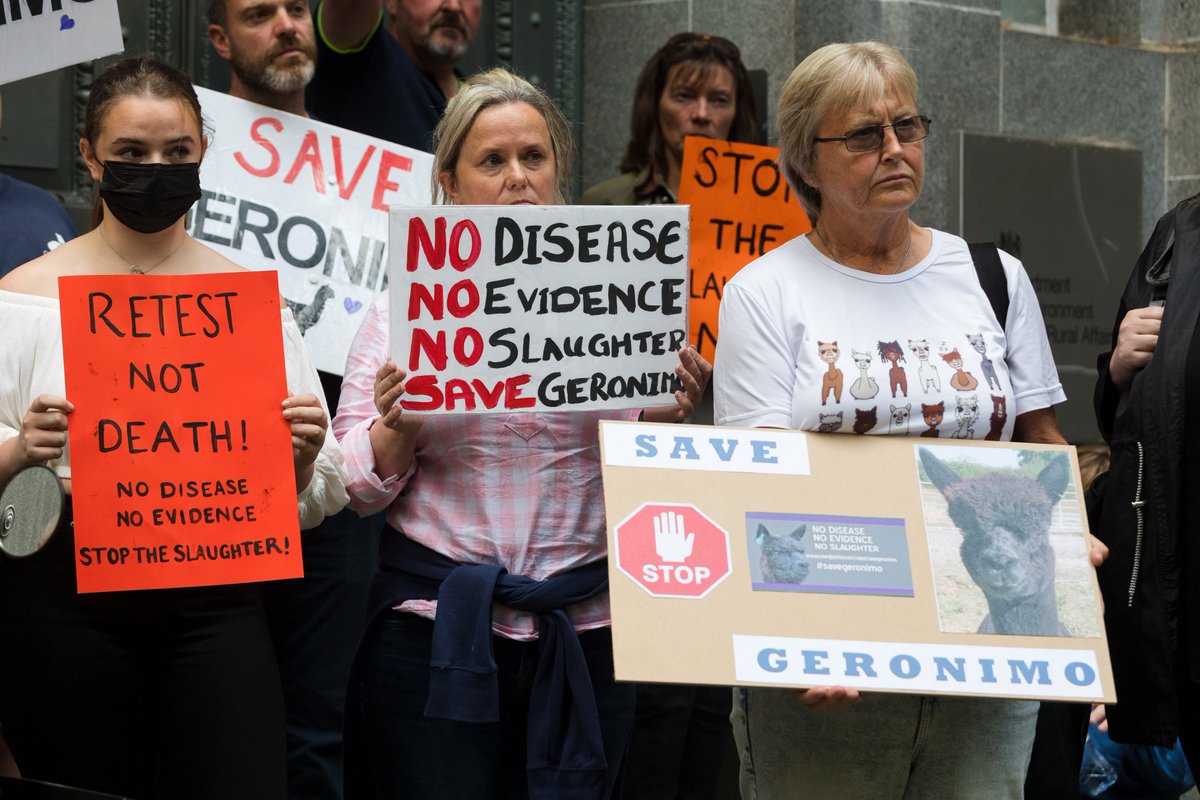 O que acham sobre a tentativa dos negacionistas para salvar a #Alpaca #Geronimo? #savegeronimo