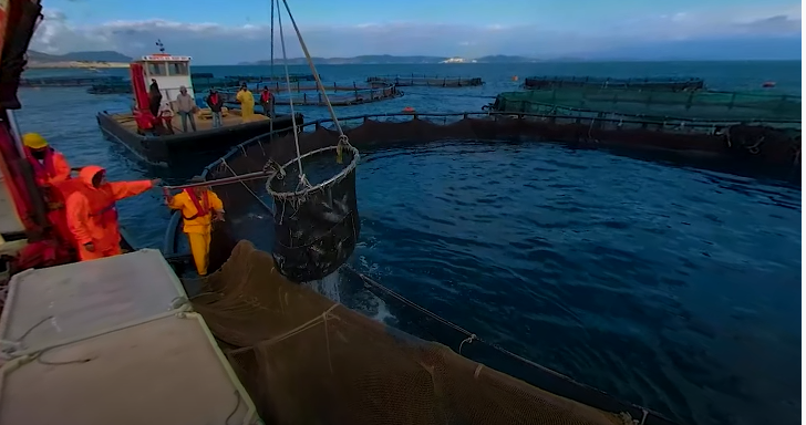 BlueGeneration_'s tweet photo. Watch the video and discover what it is like to work in #fish_farming, the fastest growing food industry in the world. See here 👉 https://t.co/ZEb0wRjOXa also with 3D glasses for 360 #Virtual_Reality experience. #bluegenerationproject #eeanadnorwaygrants #Militos https://t.co/nrlOK8aFWL
