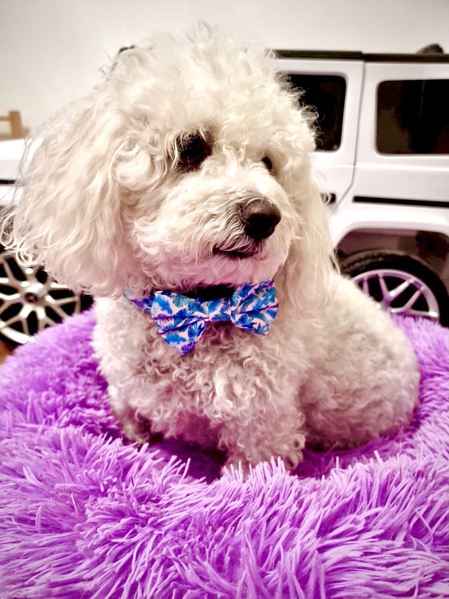PetsCrafty's tweet photo. Morning #dogsoftwitter here is our lovely Hettie modelling her beautiful bow tie #bichon #girls https://t.co/7MGQJE9qzi