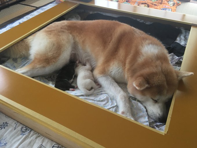 お化けのtwitterイラスト検索結果