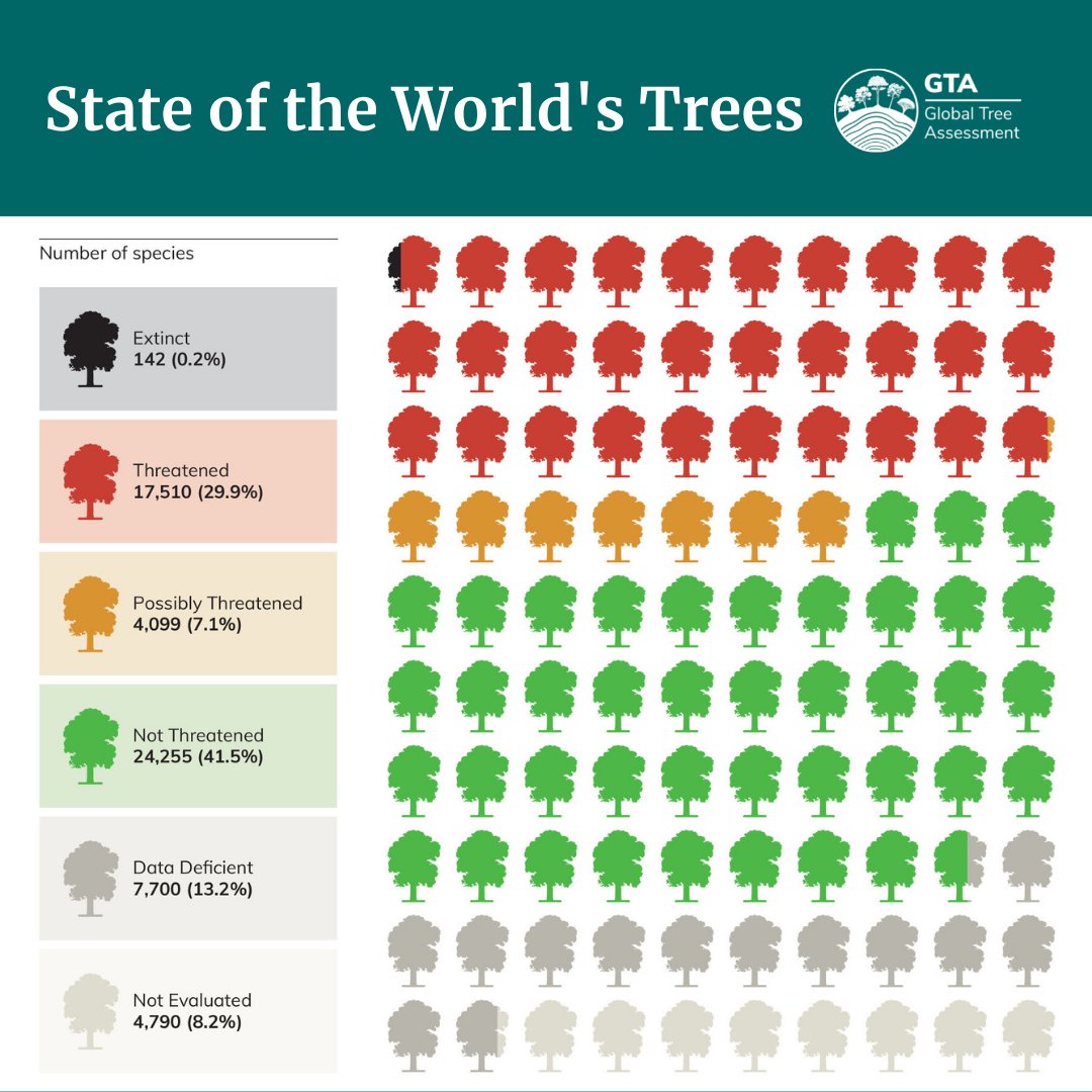 bgci's tweet image. For the first time ever, we know the state of the world&apos;s trees. Now the question is, for the love of trees, what are we going to do about it?

Learn more: bgci.org/StateOfTrees 

#StateOfTrees #RightTreeRightPlace #WeNeedTrees