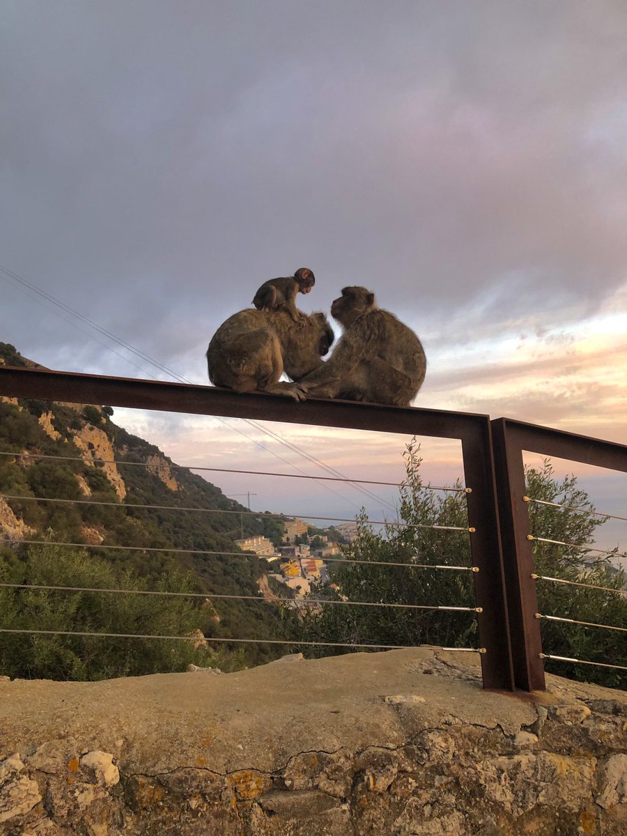 #Gibraltar ⁦@GibReserve⁩ #sunset #barbarymacaques #babymacaque lovely photo by M Garcia