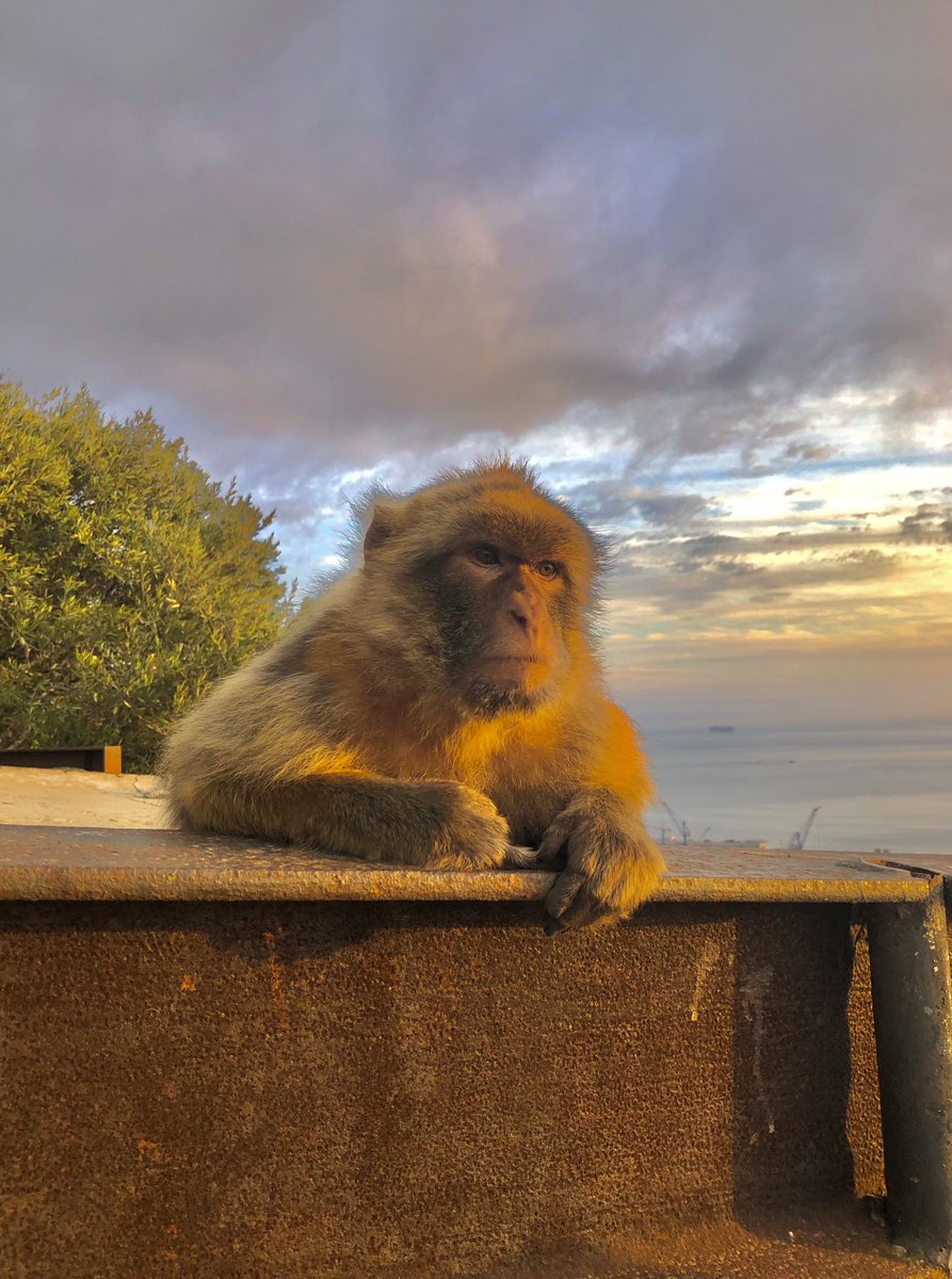 #Gibraltar ⁦@GibReserve⁩ #BarbaryMacaque great capture by M Garcia