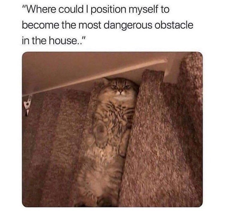 #cats #catsofinstagram #catstagram #catsofınstagram #kittens #cute #cutekitten #funnymemes #funny