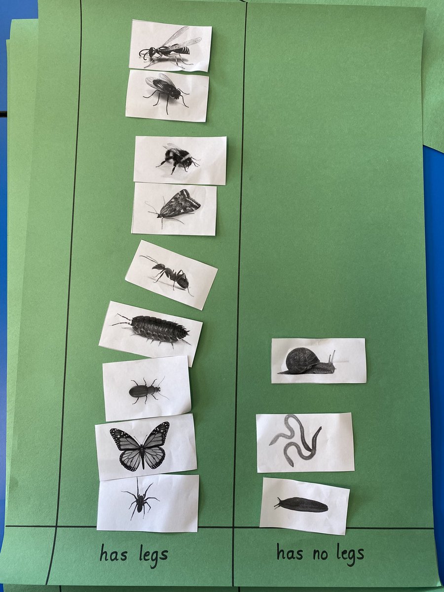 P1 @dedridgeps made pictographs of all the living things we have found in our playground. <a href="/WL_STEM/">West Lothian STEM</a> #maths <a href="/MissWilson888/">Miss Wilson</a>