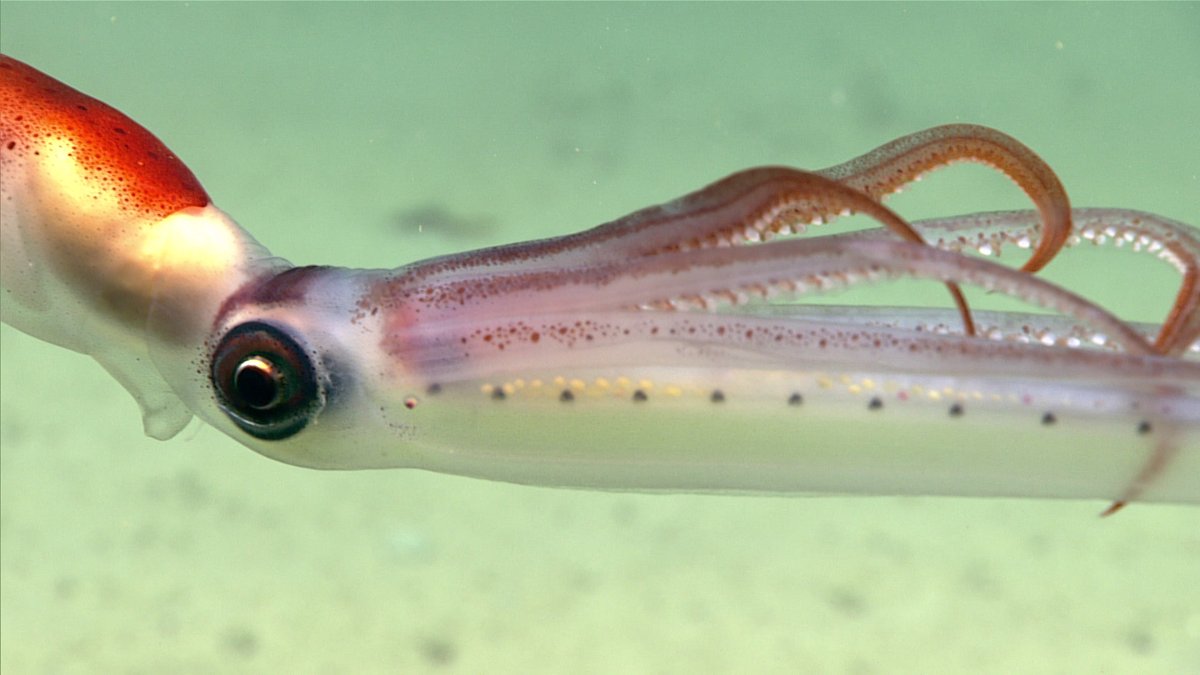 #ImageOfTheDay: September 7, 2021: This long-armed squid, Chiroteuthis veranyi, was imaged at a depth of approximately 1,400 meters (4,593 feet) while exploring Hudson Canyon as part of the 2021 ROV Shakedown expedition.

Full caption: oceanexplorer.noaa.gov/multimedia/dai…