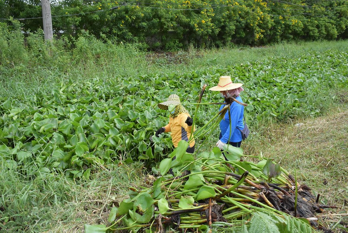 RTARF_PR's tweet photo. กองทัพไทย โดย มณฑลทหารบกที่ 26 จัดกำลังพลจิตอาสา ร่วมกิจกรรมแก้ไขปัญหาผักตบชวาและวัชพืชในแหล่งน้ำ เพื่อป้องกันและแก้ปัญหาน้ำท่วมในเขตชุมชนเมืองบุรีรัมย์ ประจำปี 2564 ณ  จังหวัดบุรีรัมย์ https://t.co/NxZKmctNlY