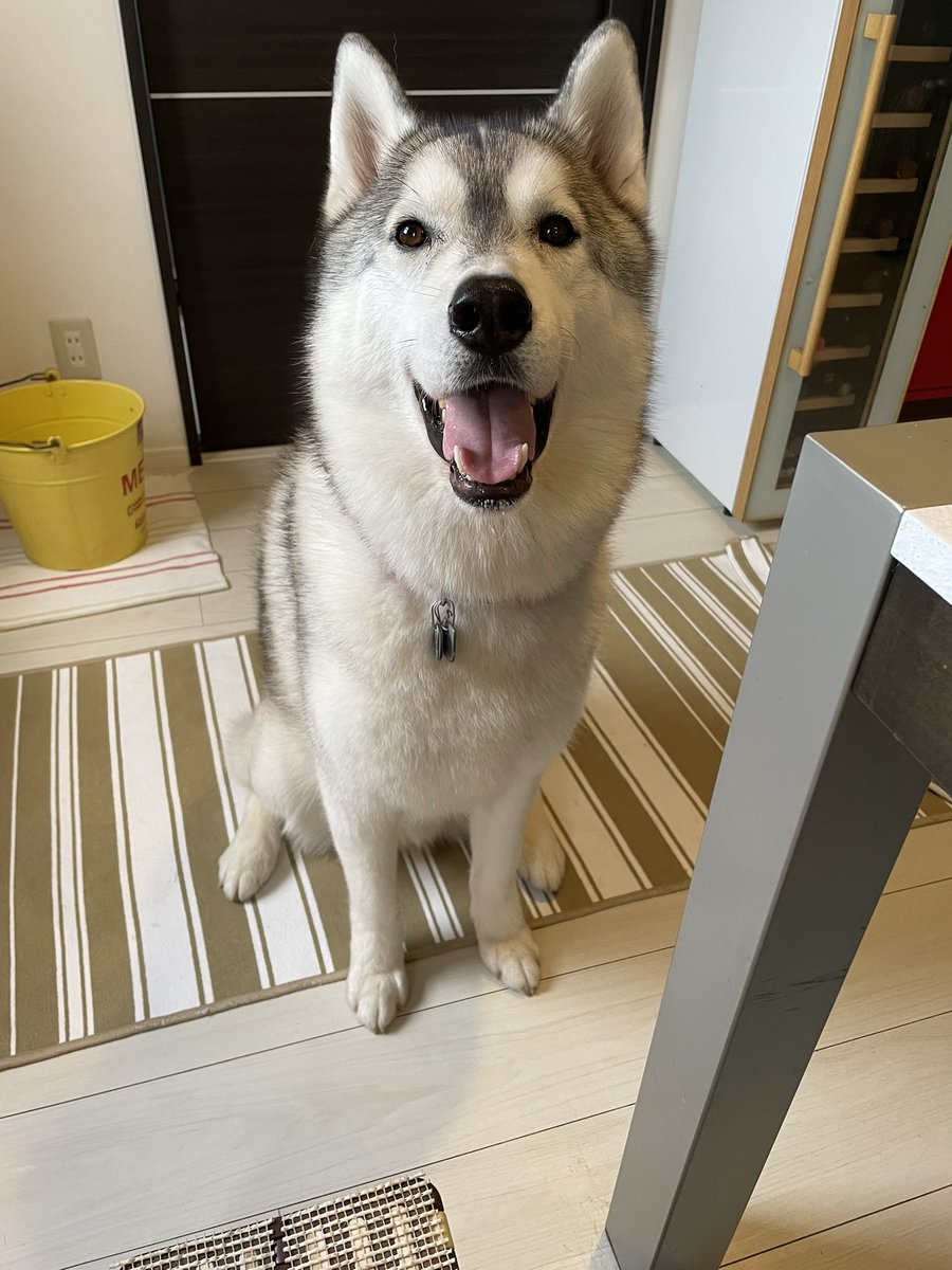 変な犬図鑑 Twitter Search