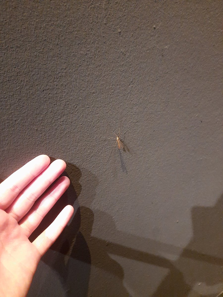 TheAkaiHono's tweet photo. @besoffenrmante Gestern diesen Badboy gesehen. Hand als Vergleich https://t.co/Dta1v19hHU