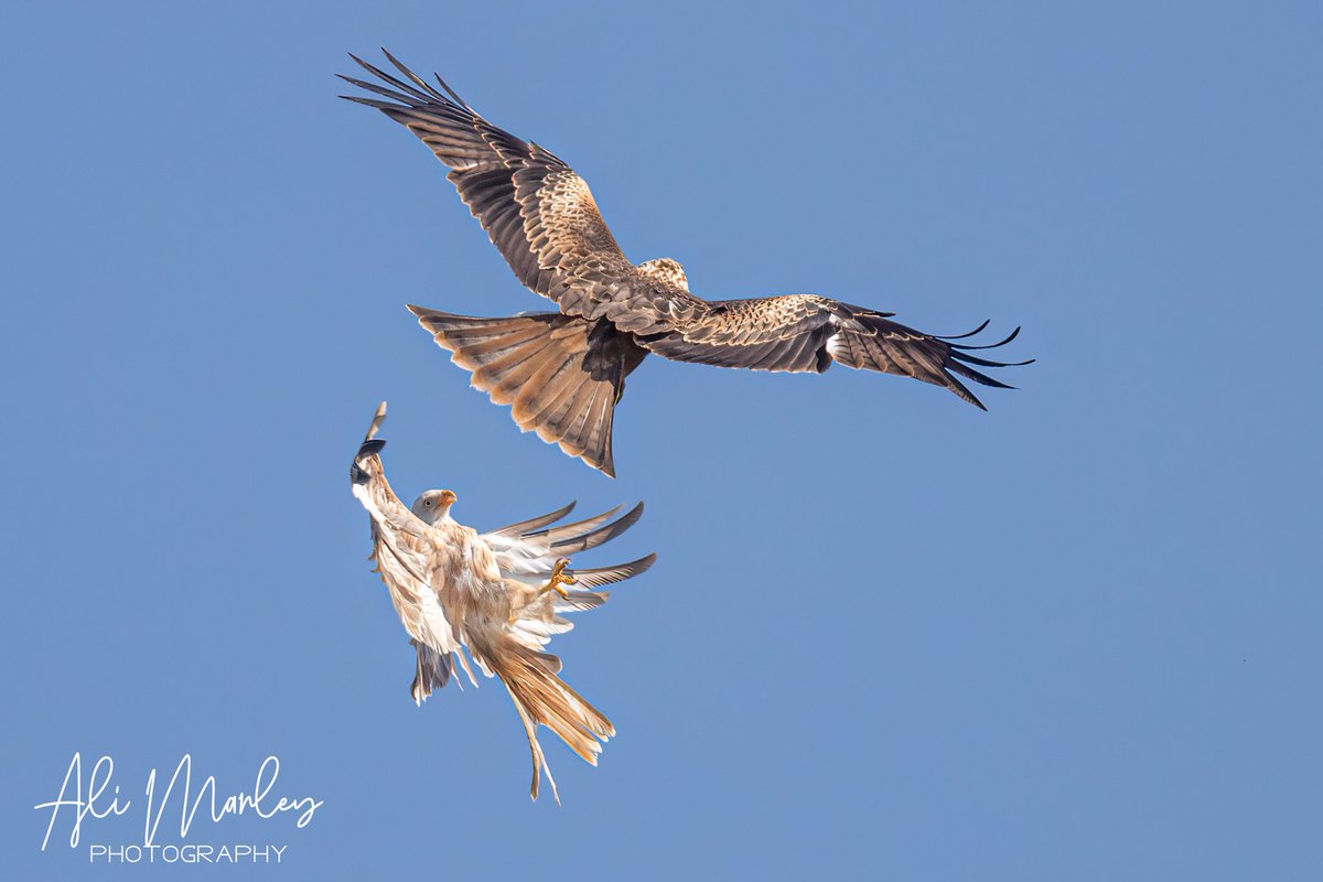 13 hours in the car yesterday to go to Gigrin for an hour and half, but i think it was worth the effort. #gigrinfarm #gigrinfarmredkitecentre #redkites #redkite #redkitesofinstagram #whiteredkite #birdsofinsta #birdonabranch #birdphotograph #birdphotography #bird #birdphotography