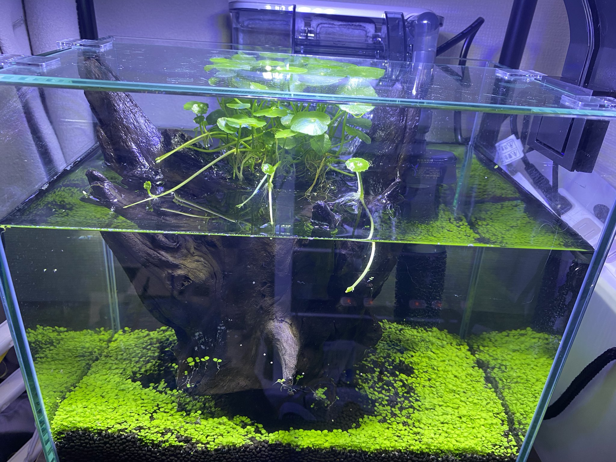 Gino0808 ドラマ化 新しく立ち上げた水槽 世界樹っぽい感じで流木の上で草を栽培中 ランナーが伸びてきている でも流木がどうしても浮いてくるんで誰か浮かない方法があれば教えてくれ 釘を仕込むとかしかないだろうか それか煮ようかな