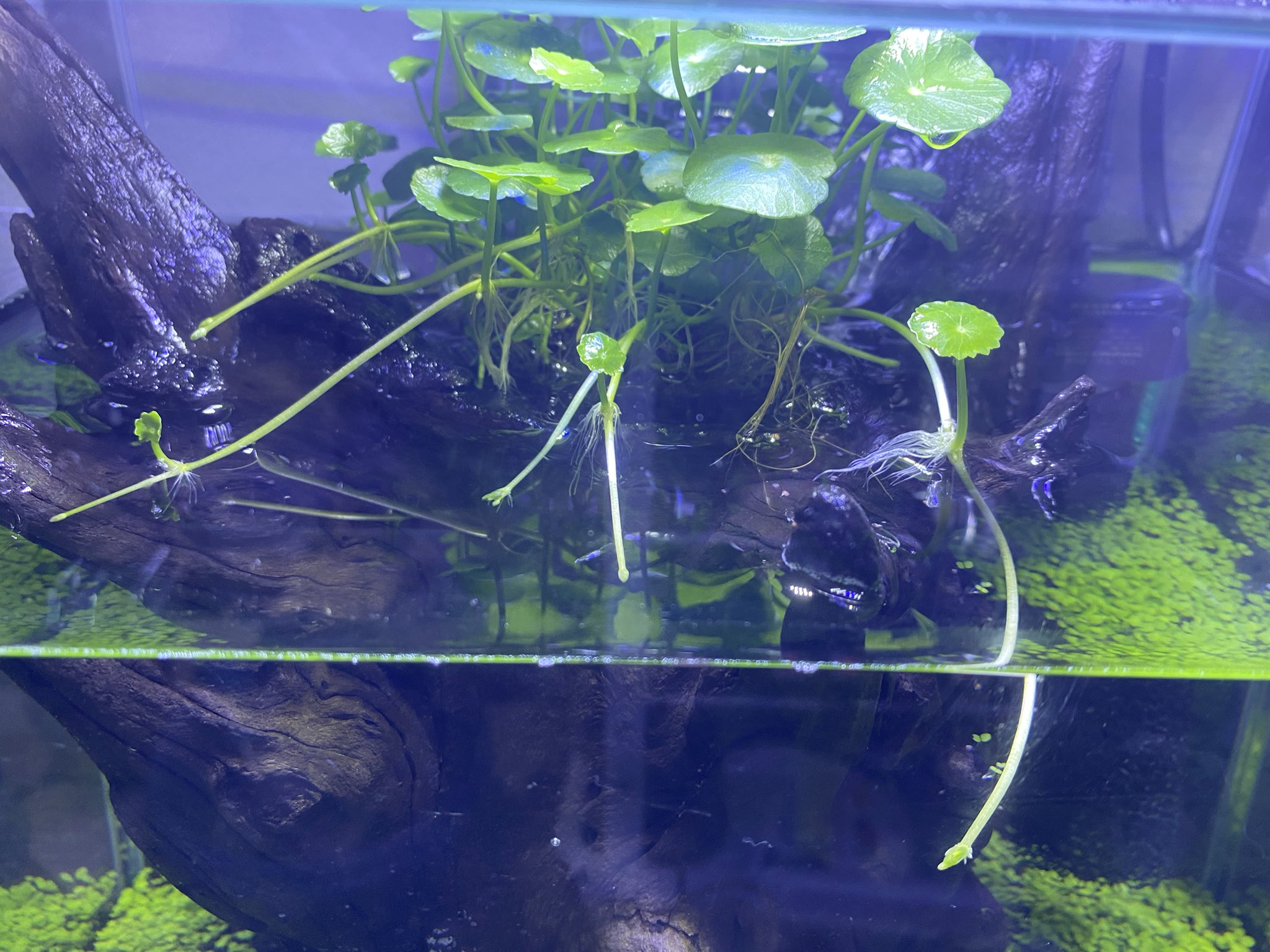 Gino0808 ドラマ化 新しく立ち上げた水槽 世界樹っぽい感じで流木の上で草を栽培中 ランナーが伸びてきている でも流木がどうしても浮いてくるんで誰か浮かない方法があれば教えてくれ 釘を仕込むとかしかないだろうか それか煮ようかな