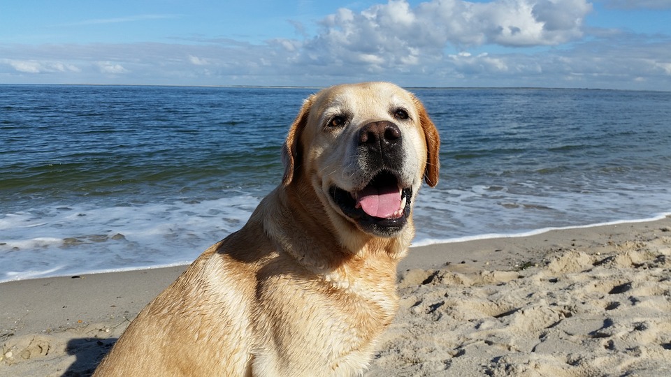 WeAcceptPets's tweet photo. Dogs stay free of charge at Ocean Reach &amp; they receive their own welcome pack on arrival. There are lots of dog friendly places nearby including the beach.
https://t.co/1RGezWy7Or
#Holiday #Dogs #WelcomePack #DogsStayFree #Explore #Beach #BolberrryDown #Salcombe #Devon https://t.co/goGG7znXac