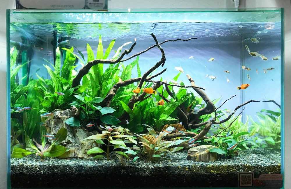 トロピカ 東京アクアガーデン Tropica Aqua Twitter トロピカ 東京アクアガーデン Tropica Aqua Twitter