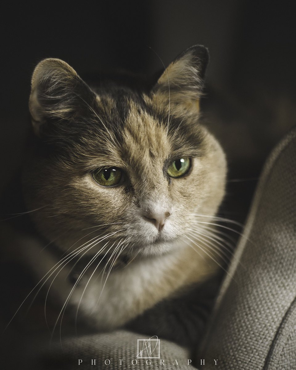 AD_Pixels's tweet photo. “Time spent with a cat is never wasted time.”

#photography #photooftheday  #instagood  #photo #like #follow #photographer  #art  #photoshoot #canonphotography #canonphotograph #canonphotographers #cats #catphotography #calico #calicocat  #greeneyes #kittycat #catlover #catlife https://t.co/5549rpZw5u