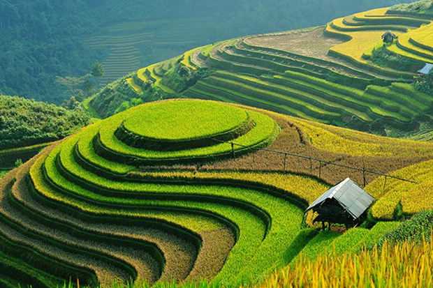 vietmountains's tweet photo. Top 7 best place in northern Vietnam for admiring ripening rice fields
#riceseason #nature #naturelove #naturephotography #mountain #mountains #mountainlove #vietmountains #hiking #trekking 
https://t.co/2DK4jTc5F9 https://t.co/O032d05oQ9