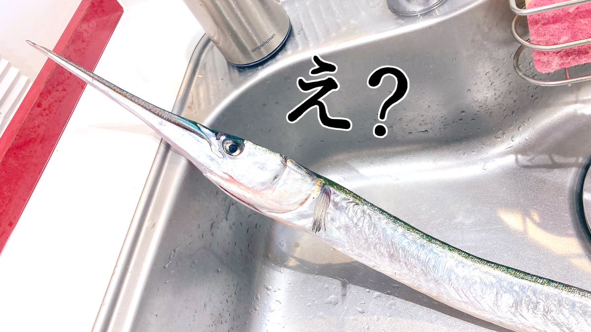 魚のダツの骨はこんなに真っ青 なんで Togetter