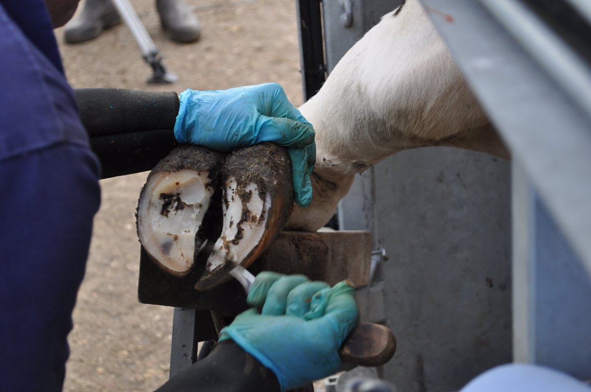 Ice_Robotics's tweet image. Want to put a stop on lameness? Come to the CowAlert stand at UK Dairy Day (F8, on the concourse) and find out how to: identify a lame case sooner, record diagnosis and treatment, schedule a check-up. Make informed breeding decisions with a full lameness history. #cowalert