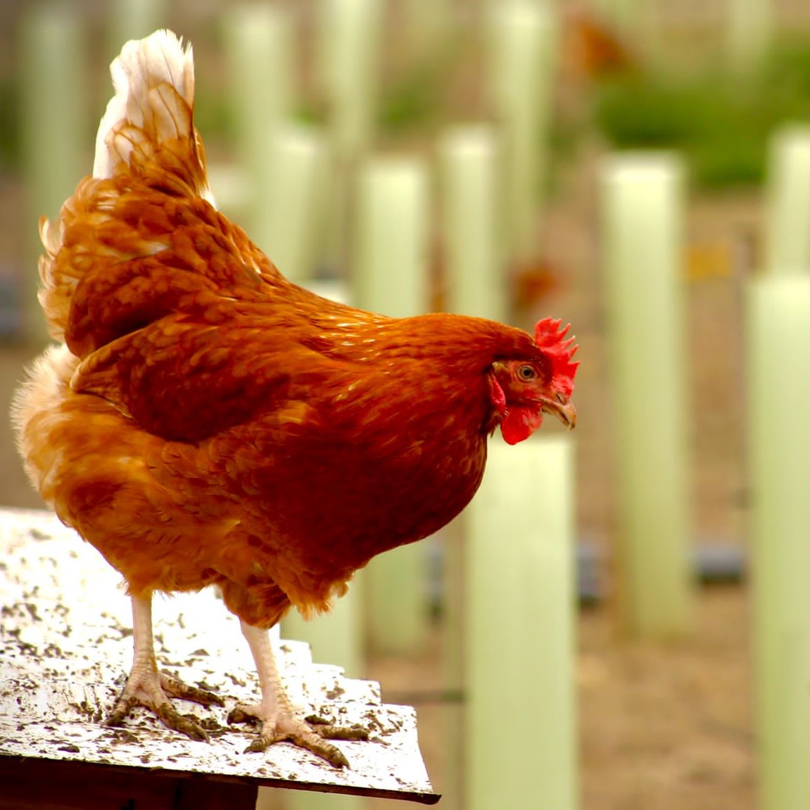 VencomaticUK's tweet photo. Happy birds lay more eggs🐔🥚
#VencomaticUK #poultryfarming #chickens #eggs https://t.co/i1TFgjteau