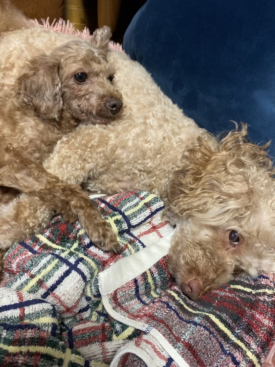 吉田さえ子 V Twitter もう まじか ってことあり過ぎるから 取り敢えず犬 なにはともあれ 犬 犬 聞いてくれ 犬 漢字すら可愛い 保護犬 保護犬トライアル 左の子 トイプードル 吉田さえ子 V Twitter もう まじか ってことあり過ぎるから 取り敢えず犬 なにはともあれ 犬 犬 聞いてくれ 犬 漢字すら可愛い 保護犬 保護犬トライアル 左の子 トイプードル